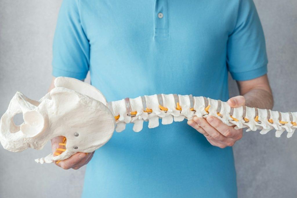 Physiotherapist holding spine model in the clinic